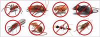 Pest Control Brisbane image 1